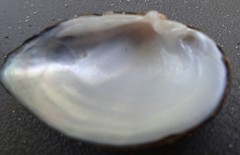 Truncilla donaciformis