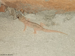 Phyllodactylus reissii