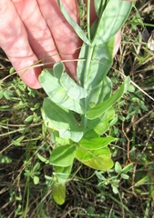 Eustoma russellianum