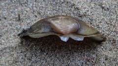 Truncilla donaciformis