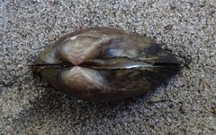 Truncilla donaciformis