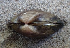 Truncilla donaciformis