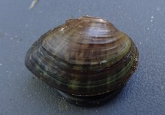 Truncilla donaciformis