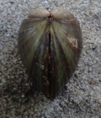 Truncilla donaciformis