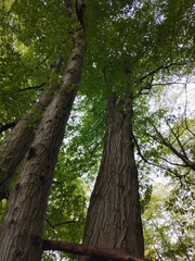 Carpinus betulus