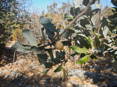 Quercus aucheri