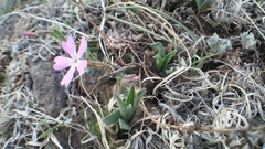 Phlox woodhousei