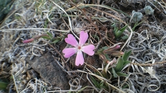 Phlox woodhousei