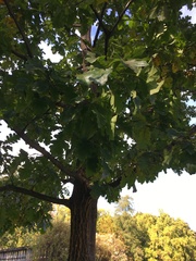Quercus cerris