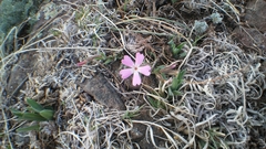 Phlox woodhousei