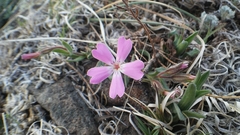 Phlox woodhousei