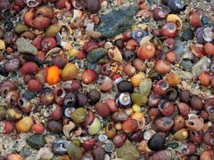 Littorina obtusata