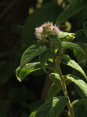 Lepidaploa canescens