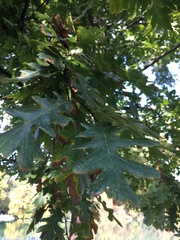 Quercus cerris