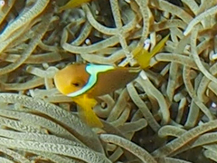 Amphiprion leucokranos