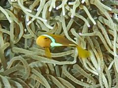Amphiprion leucokranos