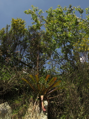 Tillandsia denudata