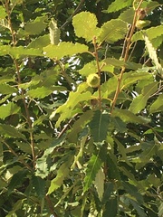 Quercus castaneifolia