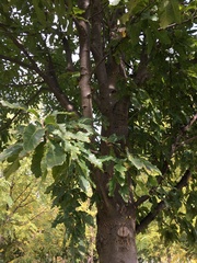 Quercus castaneifolia