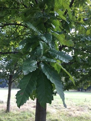 Quercus castaneifolia