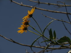 Bidens rubifolia