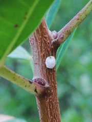 Ceroplastes rusci