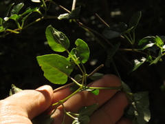 Salpichroa tristis