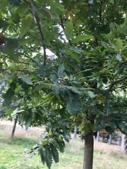 Quercus castaneifolia