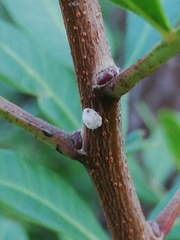 Ceroplastes rusci