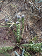Polygala cyparissias