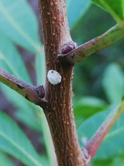 Ceroplastes rusci