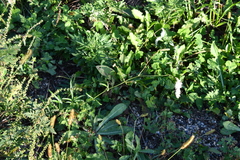 Sanguisorba parviflora