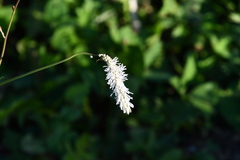 Sanguisorba parviflora