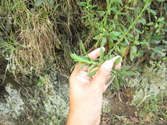 Erigeron trihecatactis
