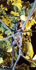Didelphis marsupialis