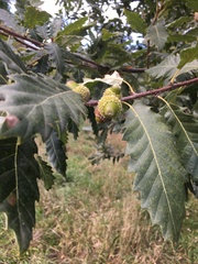 Quercus castaneifolia