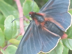 Metardaris cosinga cosinga