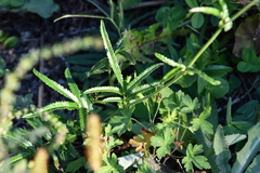 Sanguisorba parviflora
