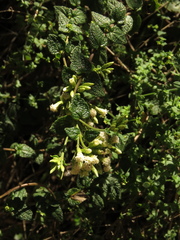 Chromolaena bullata