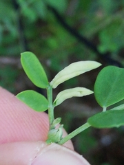 Dasineura coronillae