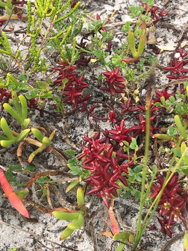 Crassula expansa