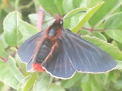 Metardaris cosinga cosinga