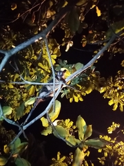 Didelphis marsupialis