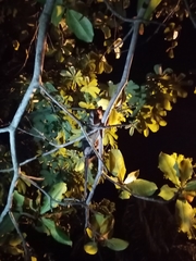 Didelphis marsupialis