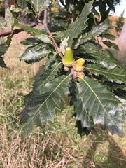 Quercus castaneifolia