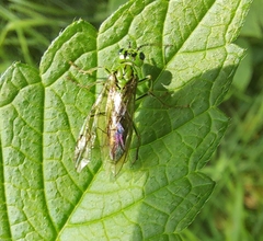 Tenthredo olivacea