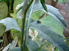 Psyllobora picta