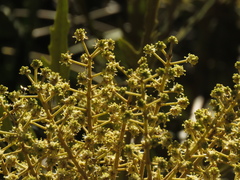 Oreopanax incisus