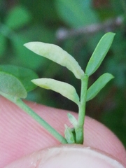 Dasineura coronillae