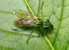 Tenthredo olivacea